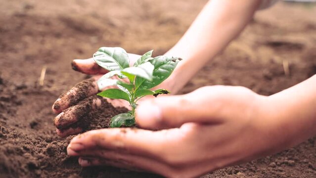 植物を持つアジア人の女の子
