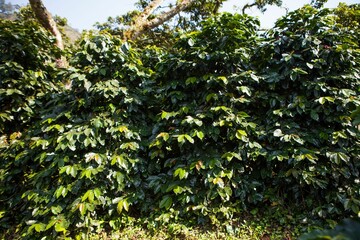 Fototapeta na wymiar Coffee plants on coffee growing farm