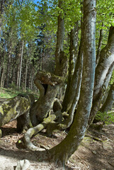 Hêtre, Fagus silvatica, Parc naturel régional du Morvan, 71, Saône et Loire