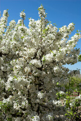 Cerisier, Prunus avium
