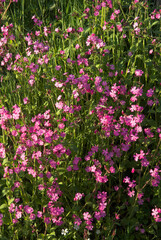 Compagnon rouge, Siléne dioique, Silene dioica