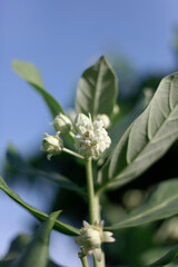 white Crown Flower, Giant Indian
