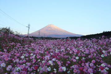 青空と朝焼けの富士山とコスモス畑