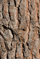 Bark texture of a stone pine tree