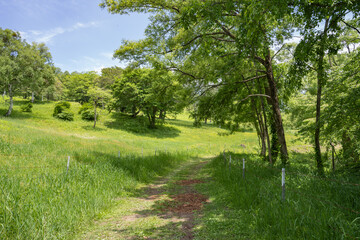Fototapeta na wymiar 笹ヶ峰遊歩道に沿って立つ木々が木陰を作る