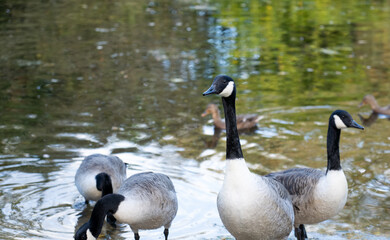 close-up of a canada goose (Branta canadensis) with geese 