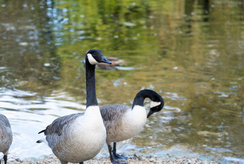 close-up of a canada goose (Branta canadensis) with geese 