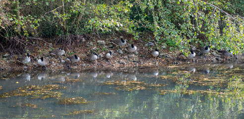 a flock of canada geese (Branta canadensis) resting on a river bank