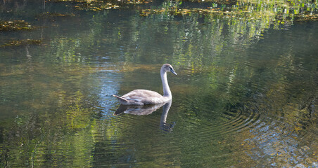 a cygnet (Cygnus olor) gliding across a lake