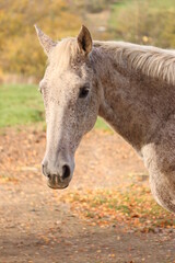 Fototapeta premium Pferd