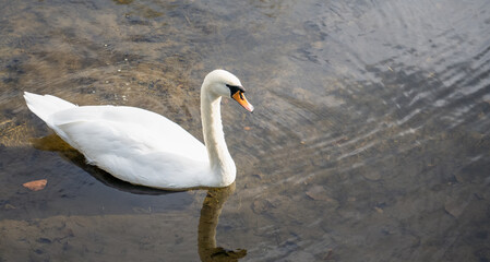 Fototapeta premium closeup of a beautiful white swan (Cygnus olor) on a shallow water lake