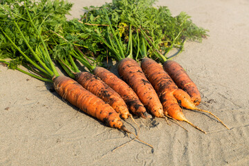 Fresh carrots are taken from the ground and placed on the sand. Useful vegetable.