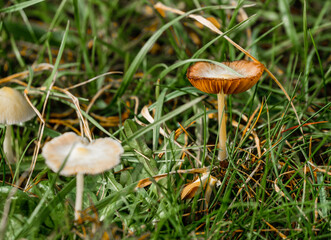 close up of Common Rustgill mushroom (Gymnopolis penetrans)