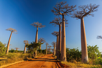 Allee des Baobabs - Avenue of the Baobabs in Morondova, Madagascar