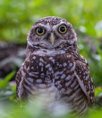 great owl