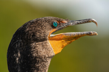 close up of a bird