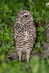 burrowing owl florida