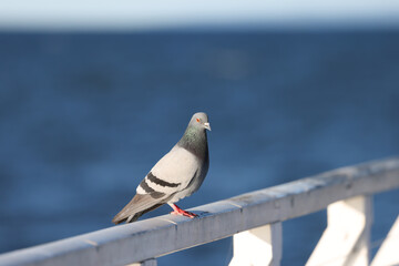 pigeon on a railing