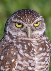 burrowing owl florida