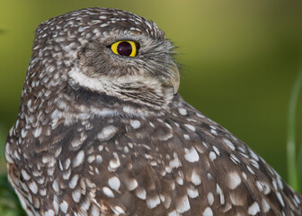 burrowing Owl Florida