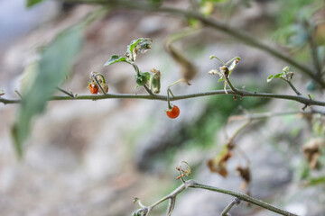 Oriental bittersweet - Celastrus orbiculatus is a woody vine of the family Celastraceae. It is commonly called Oriental bittersweet, as well as Chinese bittersweet, Asian bittersweet, round-leaved bi