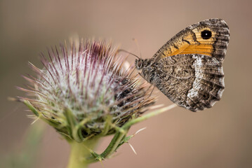 Mariposas posadas en verano