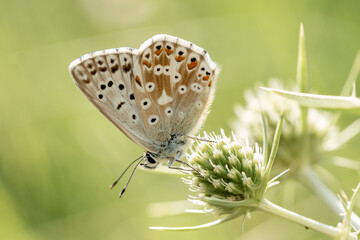 Mariposas posadas en verano