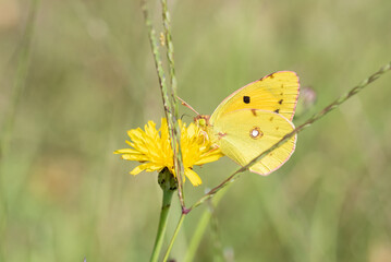 Mariposas posadas en verano