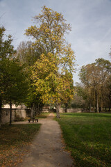 Arbres aux feuilles colorées en automne dans un parc