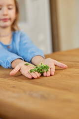 Little girl hold in hand microgreen, healthy food concept