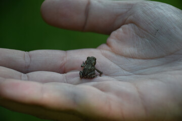 A small frog in a man´s hand