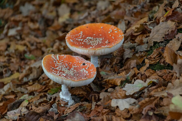 A group of  amanitas in the middle of the brown foliage