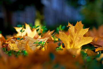 Close up of autumn leaves with bright colors in the fall in the city of Groningen
