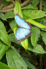 A blue morpho butterfly on top of green leaves