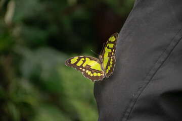 A yellow and brown butterfly