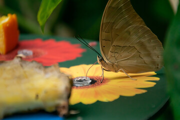 A butterfly licking nectar
