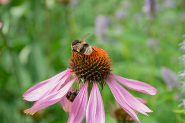 A wild bee on top of a flower