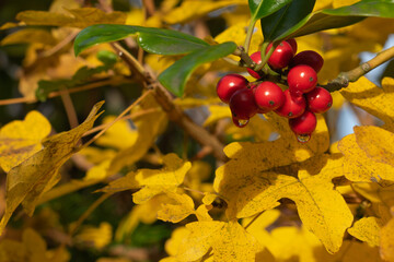 red berries in tree full of yellow leaves
