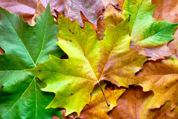 Colourful autumn leaves