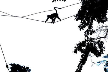 singes en acrobatie sur des files électriques en ombres chinoises