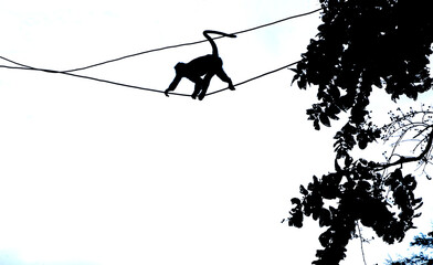 singes en acrobatie sur des files électriques en ombres chinoises