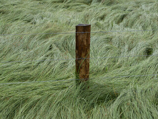 Wire boundary farm fence wooden post. Carex sedge grass.