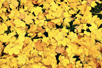 Yellow autumn leaves