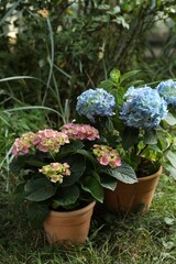 Fototapeta na wymiar Beautiful blooming hortensia plants in pots outdoors