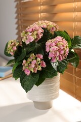Beautiful pink hortensia flowers in vase on white table indoors