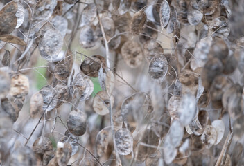 Dried seed pods of the Lunaria Annua plant, called Honesty or Annual Honesty. Photographed in late autumn at Wisley, Surrey UK.