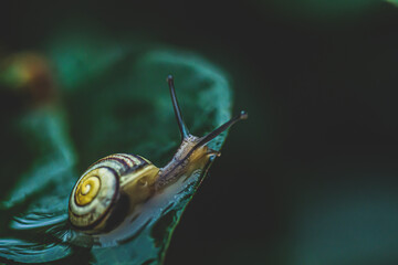 snail on a wet green leaf