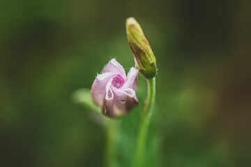Close-up of a pink flower