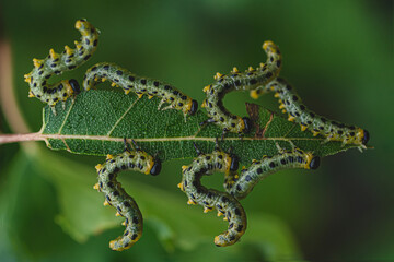 close-up of caterpillars eating a leaf