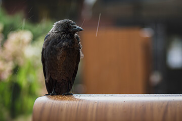 Common raven sitting in the rain
